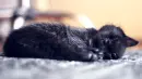 kitten sleeps
