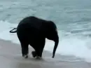 baby elephant