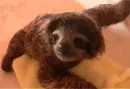 baby sloth
