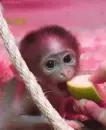 baby monkey