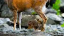 fawn