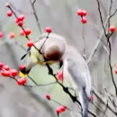 bombycilla
