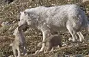 wolf family