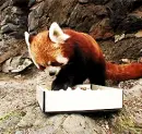baby red panda