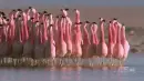 flamingos