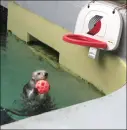 beavers player