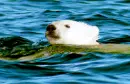 polar bear swim