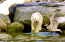 polar bear
