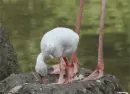 baby flamingo