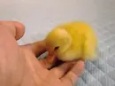 baby goose