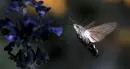 hummingbird hawk moth