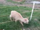 baby llama