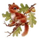 squirrels