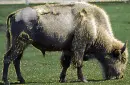 albino bison