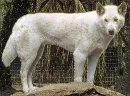 albino dingo