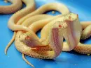 albino snakes