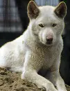 albino dingo