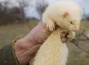 small mammals