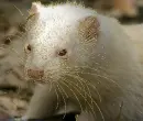 small mammals
