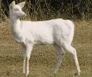 albino deer