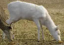 albino deer