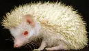 albino urchin