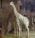 albino giraffe