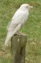 albino crow
