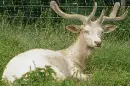 albino roebuck