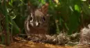 elephant shrew