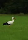 stork in grass