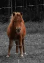 pony