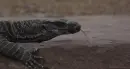 varanus