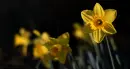 daffodils