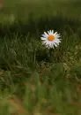 white flower