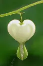 white dicentra