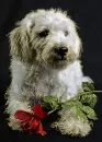 white dog
