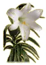 white lily