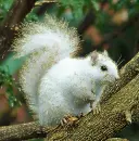 albino squirrel
