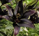 black lily