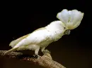 white cockatoo