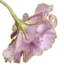purple flower