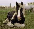 horse