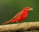 red piranga