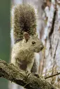 squirrel