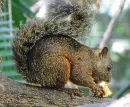 squirrel