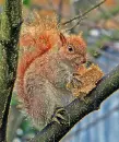 squirrel