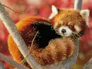 red panda