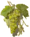 bunch of grapes