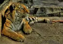 tiger